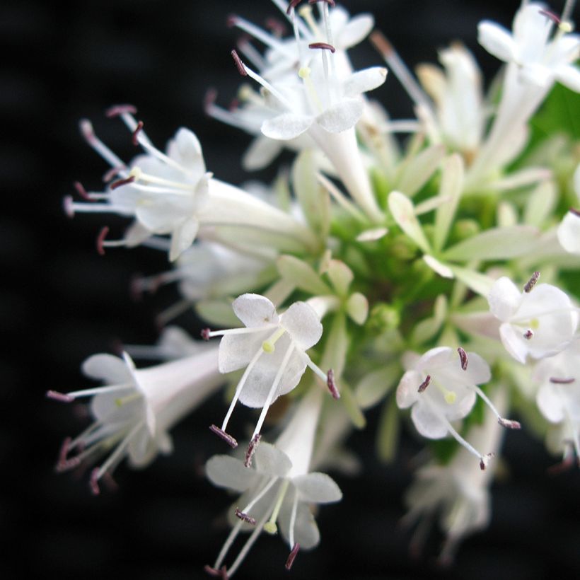 Abelia chinensis White Surprise - Abélia de Chine (Floraison)