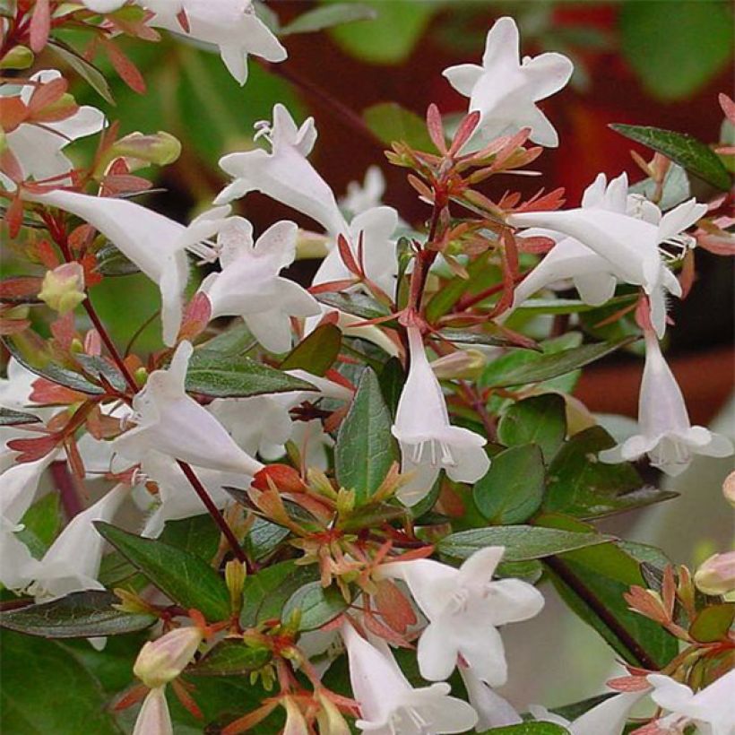 Abelia grandiflora - Abélia à grandes fleurs (Floraison)