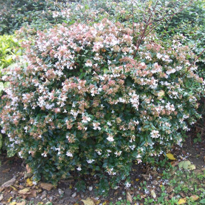 Abelia grandiflora - Abélia à grandes fleurs (Port)