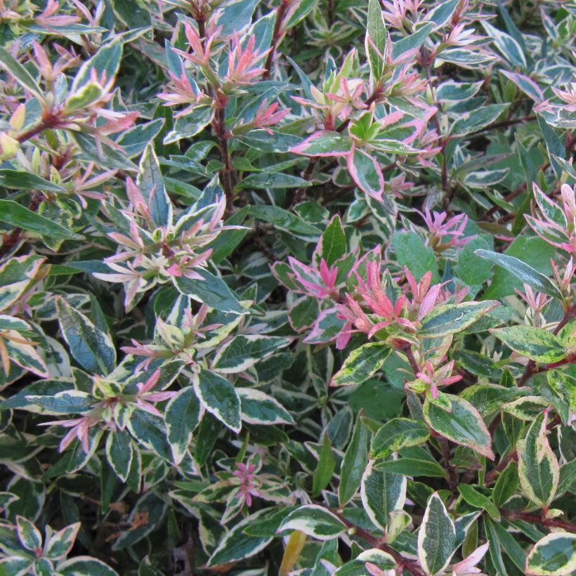 Abelia grandiflora Confetti (Feuillage)