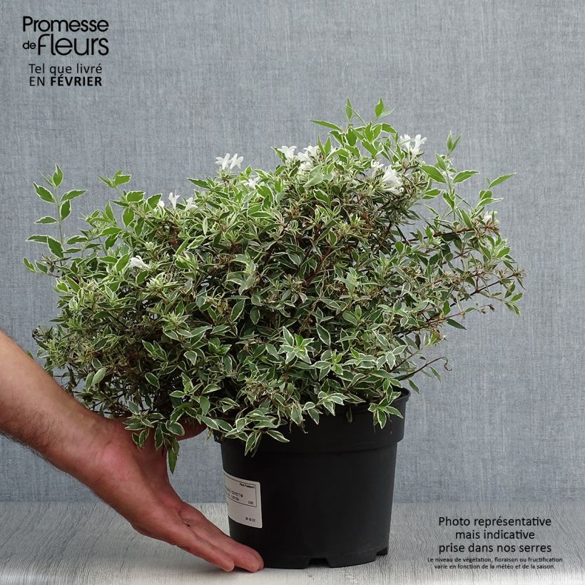 Spécimen de Abelia grandiflora Confetti Pot de 1,5L/2L tel que livré en automne