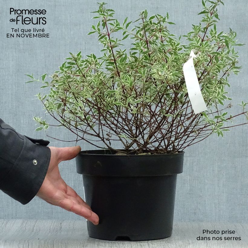 Spécimen de Abelia grandiflora Confetti tel que livré en automne