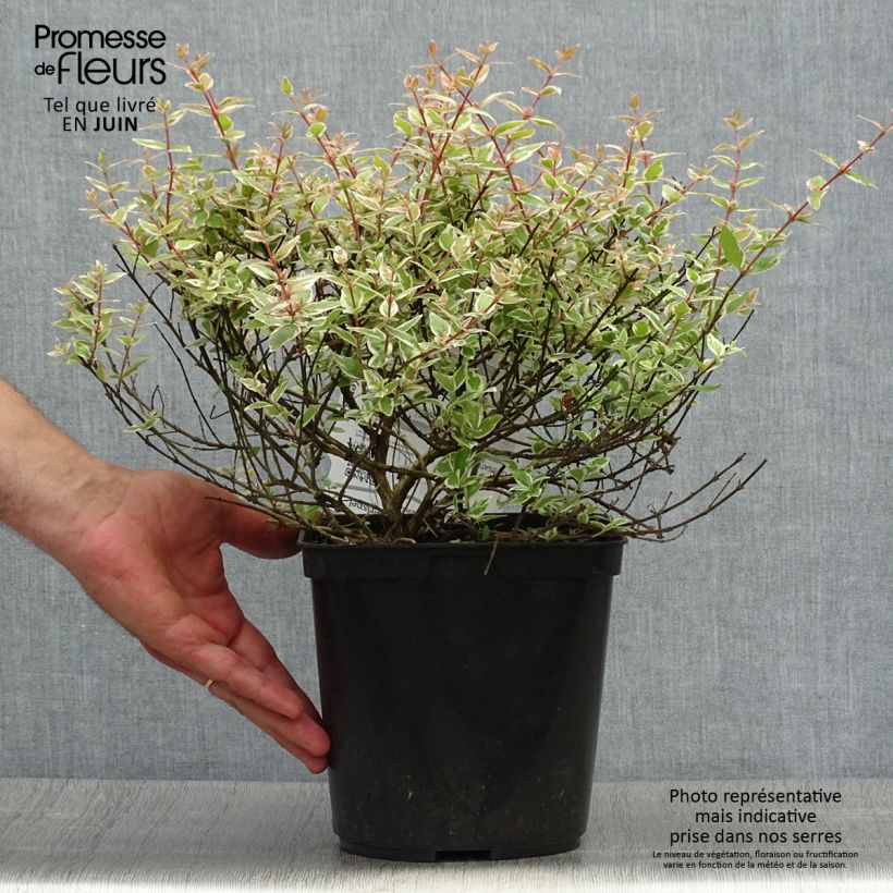 Spécimen de Abelia grandiflora Confetti Pot de 3L/4L tel que livré en été