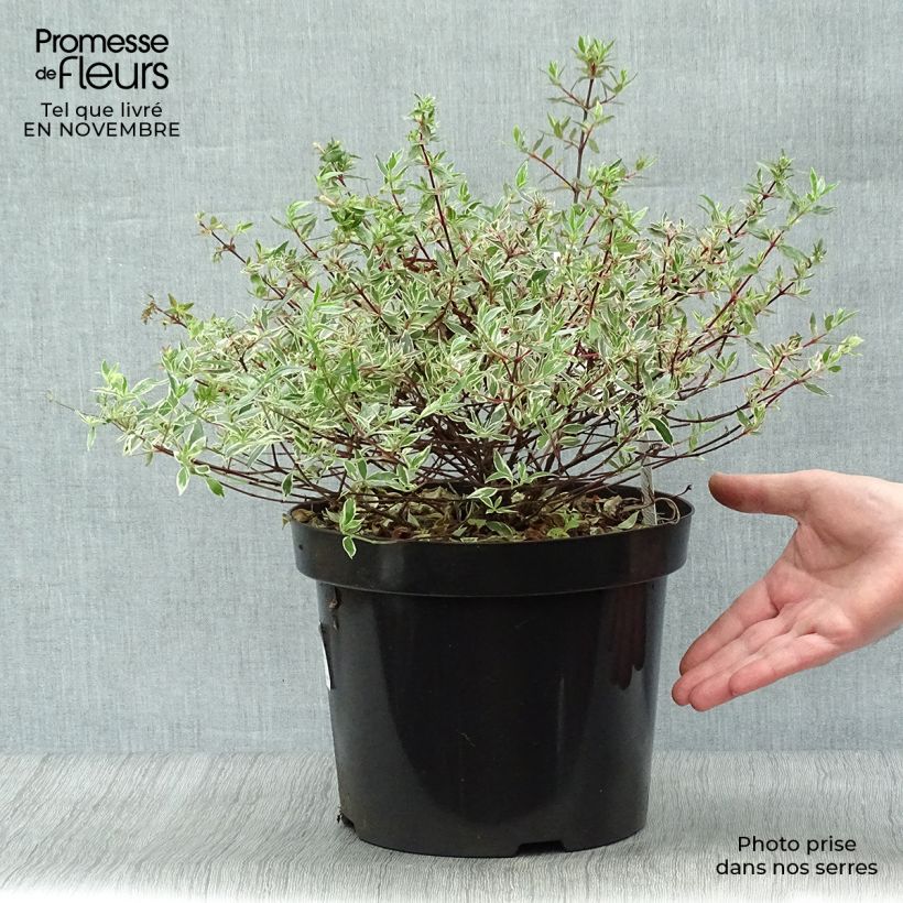Spécimen de Abelia grandiflora Confetti tel que livré en automne