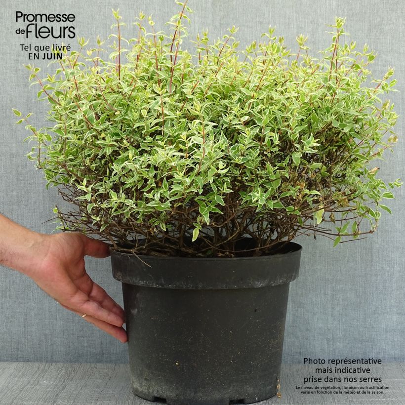 Spécimen de Abelia grandiflora Confetti Pot de 7,5L/10L tel que livré en été