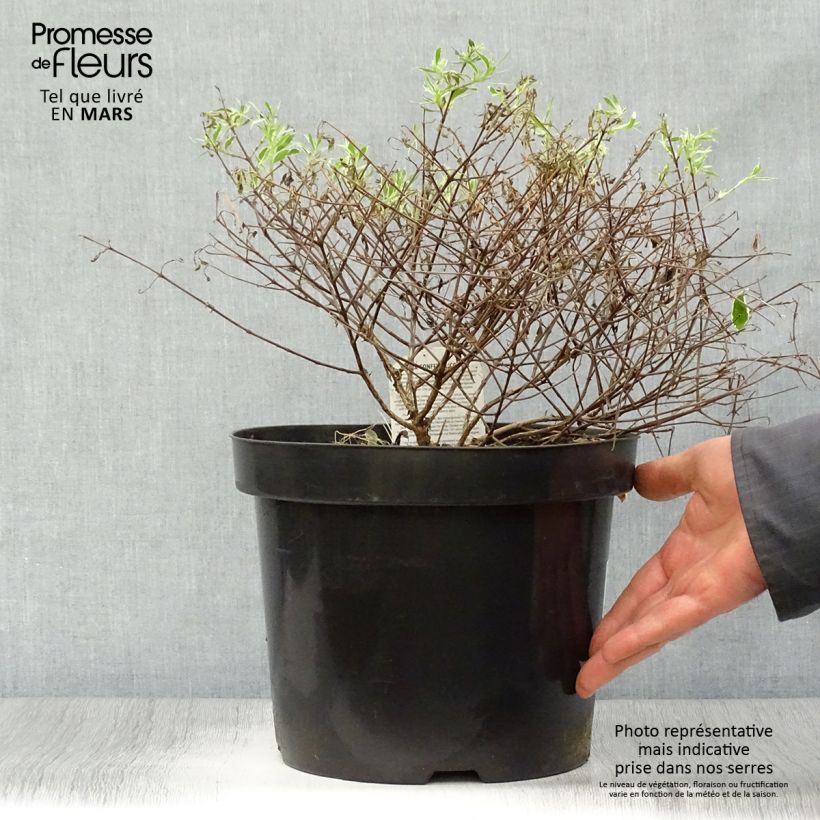 Spécimen de Abelia grandiflora Confetti en pot de 7,5L/10L tel que livré au printemps