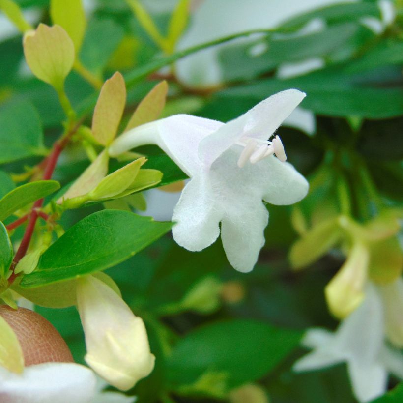 Abelia grandiflora Francis Mason (Floraison)