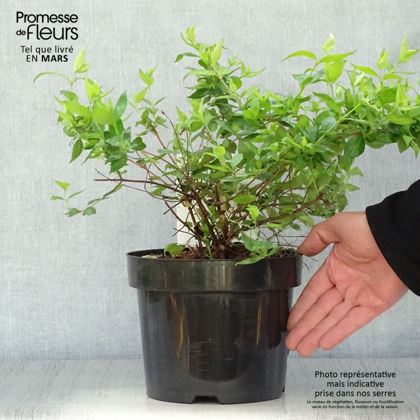 Spécimen de Abelia grandiflora Francis Mason Pot de 3L/4L tel que livré au printemps