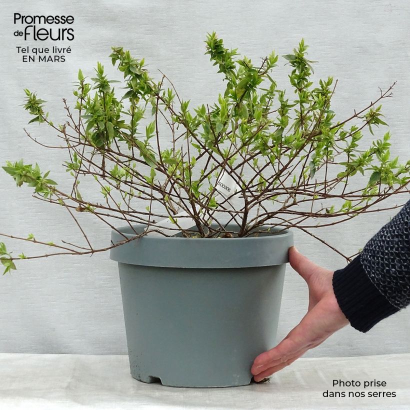 Spécimen de Abelia (x) grandiflora Happy Daydream  Pot de 7,5L/10L tel que livré au printemps