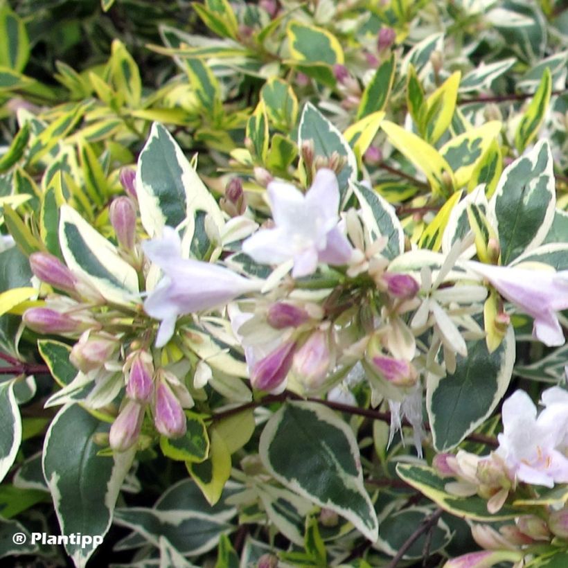 Abelia grandiflora Hopley's - Abélia à grandes fleurs (Feuillage)