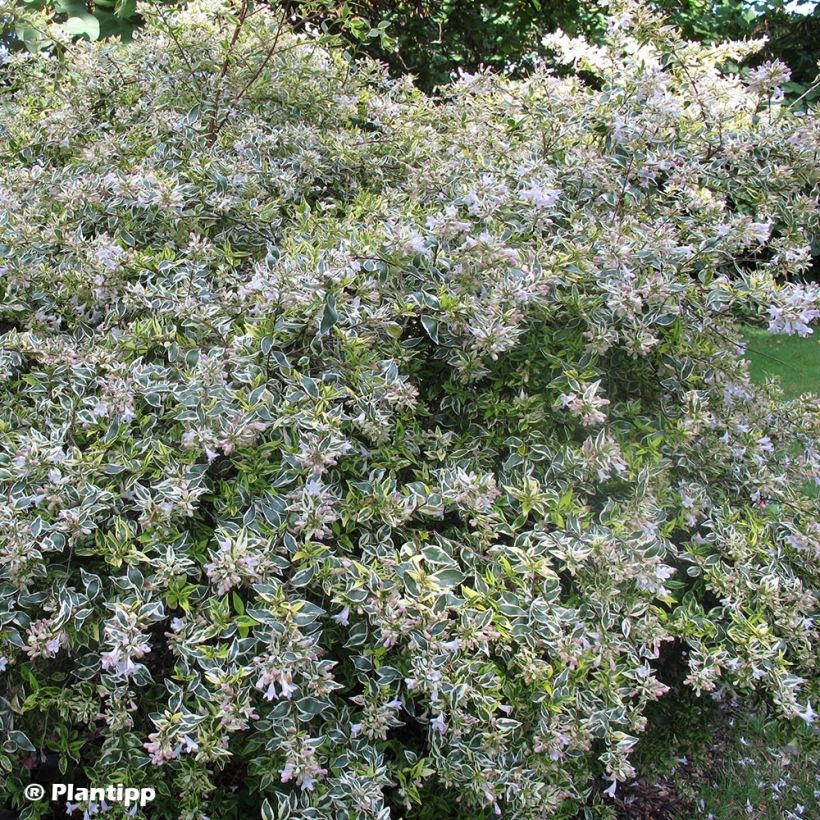 Abelia grandiflora Hopley's - Abélia à grandes fleurs (Port)