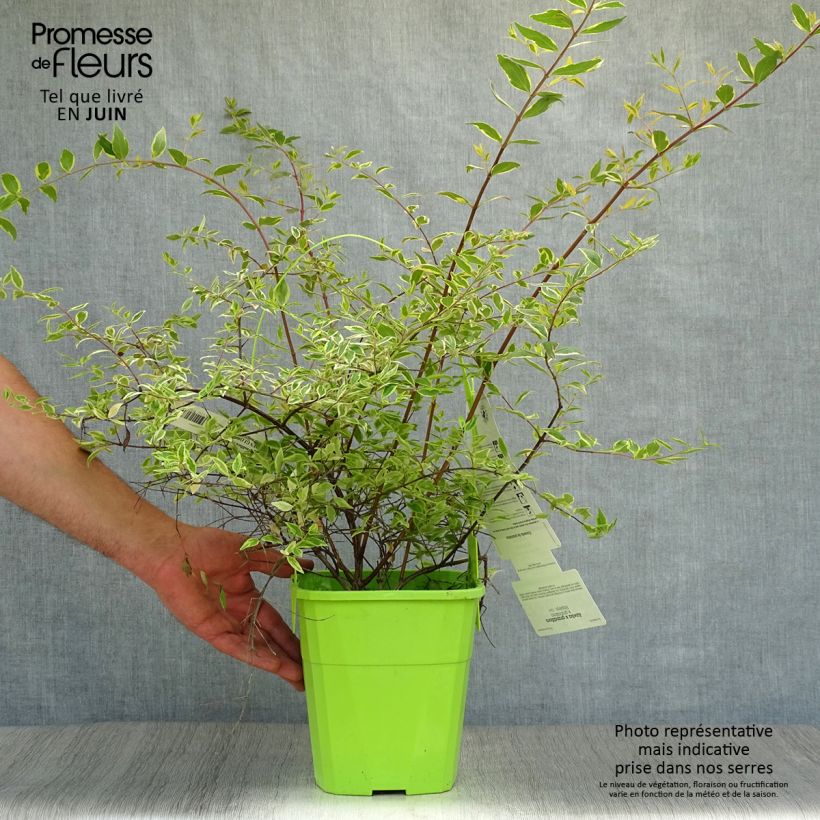 Spécimen de Abelia grandiflora Hopley's - Abélia à grandes fleurs Pot de 2L/3L tel que livré en été