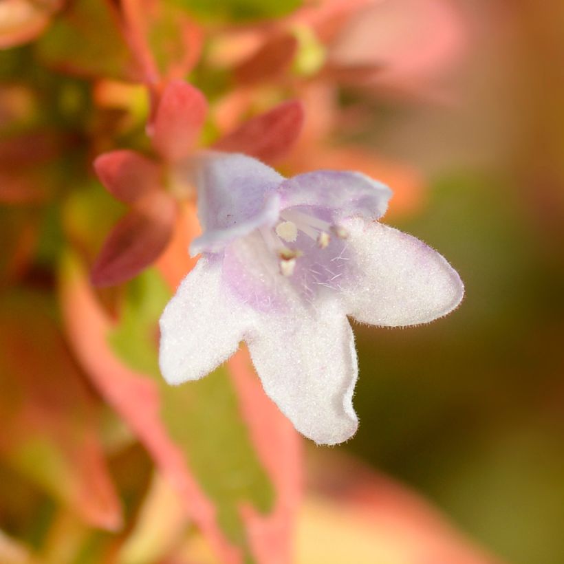 Abélia grandiflora Kaléidoscope (Floraison)