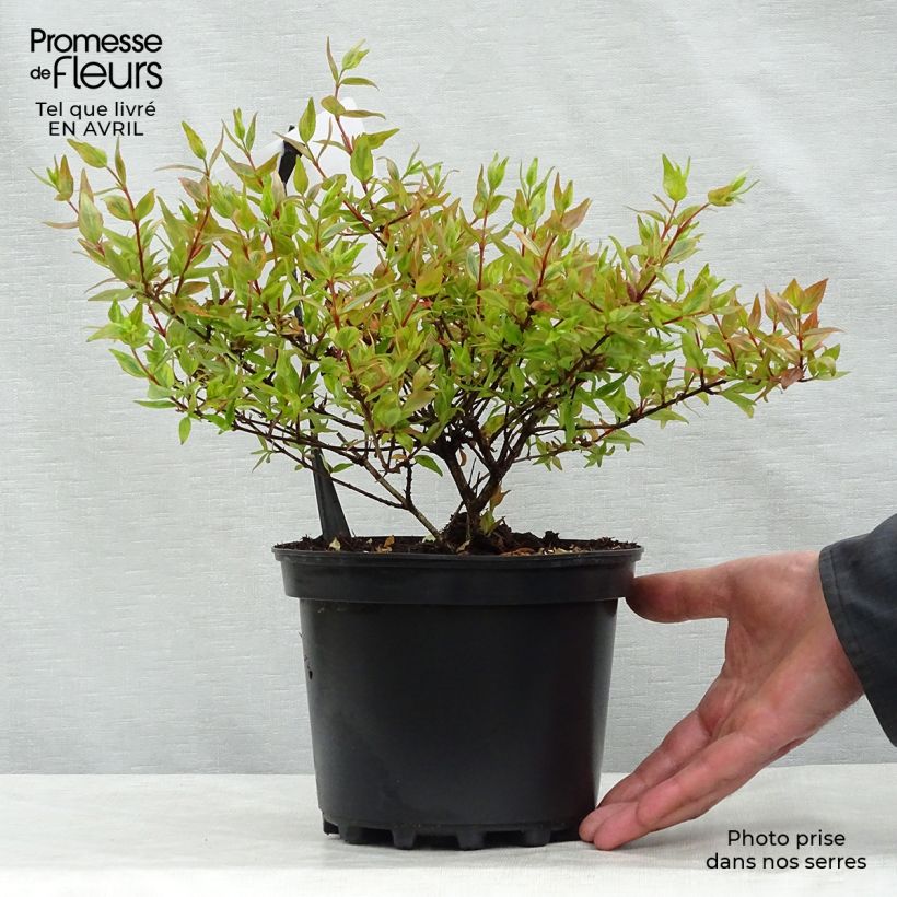 Spécimen de Abélia grandiflora Kaléidoscope Pot de 2L/3LHauteur livrée env. 20/30cm tel que livré au printemps