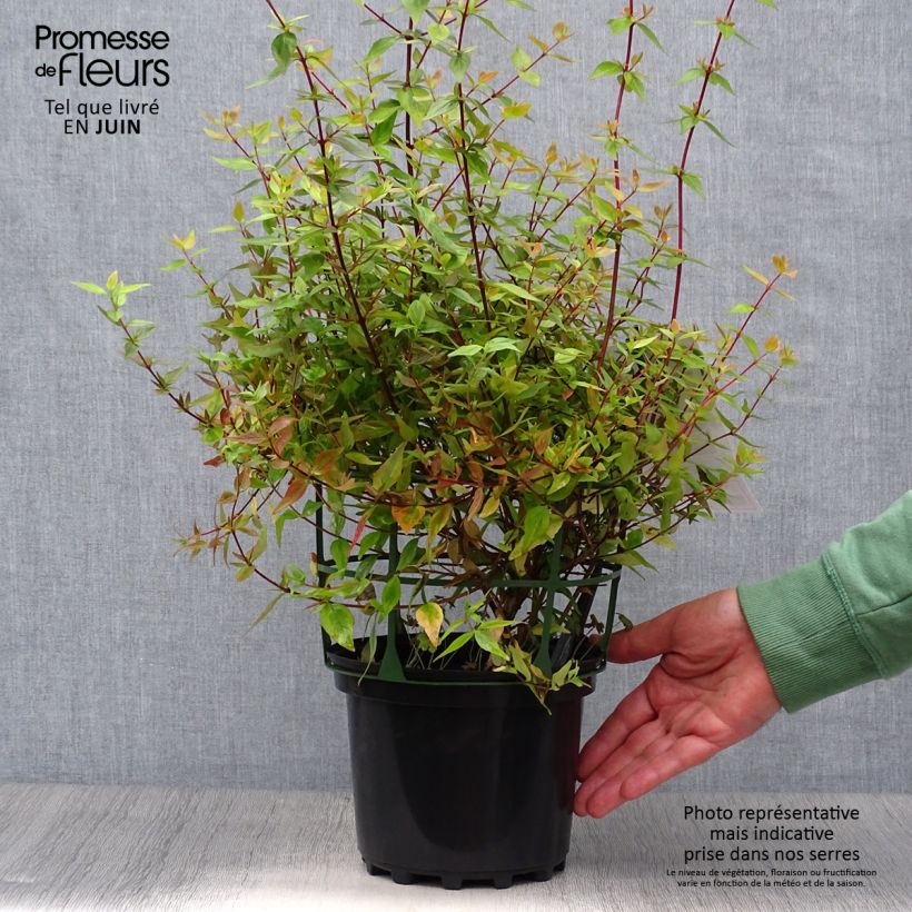 Spécimen de Abélia grandiflora Kaléidoscope Pot de 2L/3L tel que livré en été