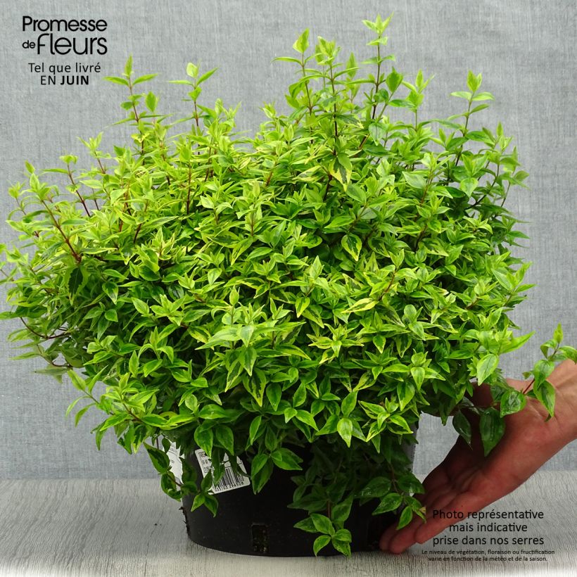 Spécimen de Abélia grandiflora Kaléidoscope Pot de 4L/5L tel que livré en été