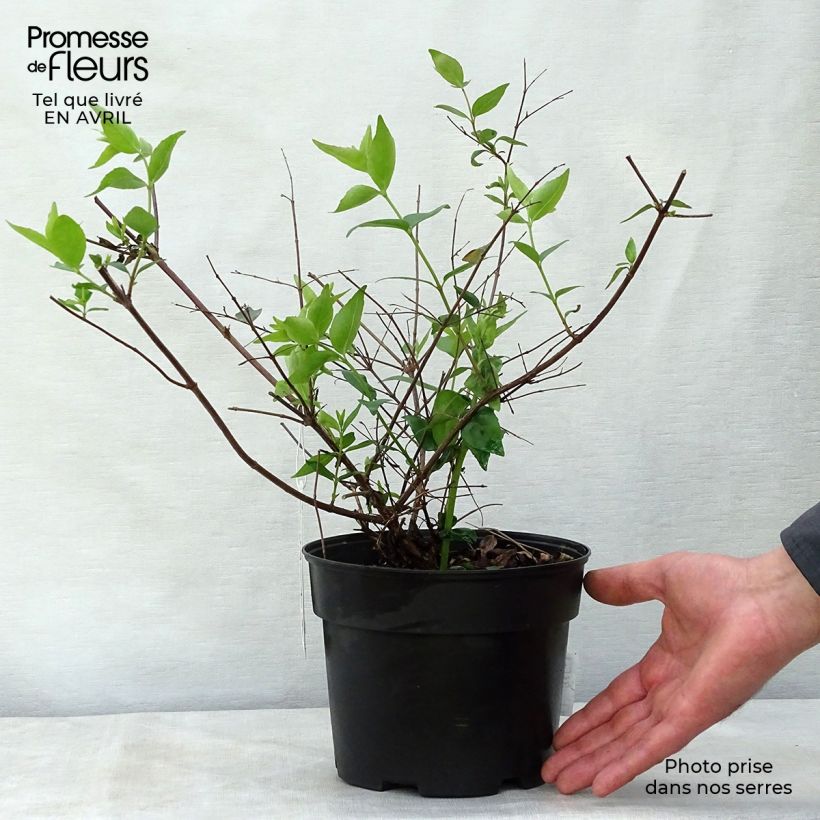 Spécimen de Abelia grandiflora - Abélia à grandes fleurs Pot de 2L/3LHauteur livrée env. 15/20cm tel que livré au printemps