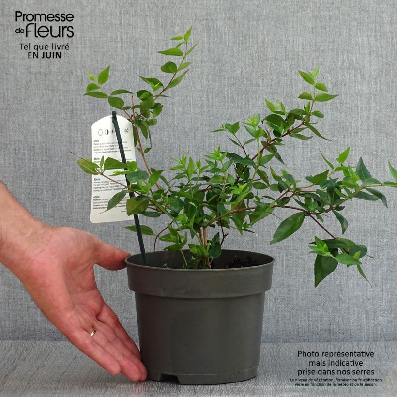 Spécimen de Abelia grandiflora - Abélia à grandes fleurs Pot de 2L/3L tel que livré en été