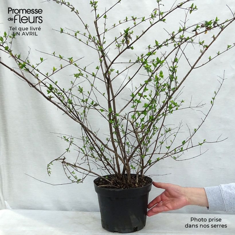 Spécimen de Abelia grandiflora - Abélia à grandes fleurs Pot de 7,5L/10LHauteur livrée env. 30/40cm tel que livré au printemps