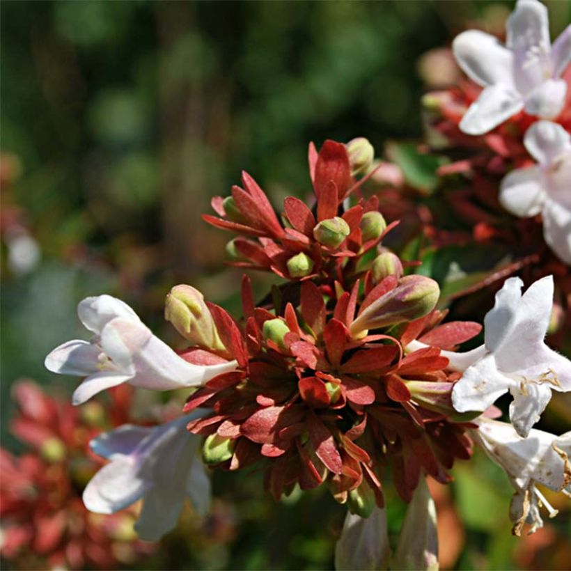 Abelia grandiflora Prostrata (Floraison)