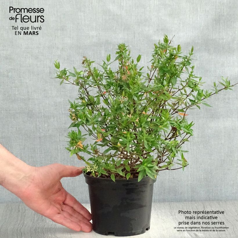 Spécimen de Abelia grandiflora Prostrata en pot de 2/3L tel que livré au printemps