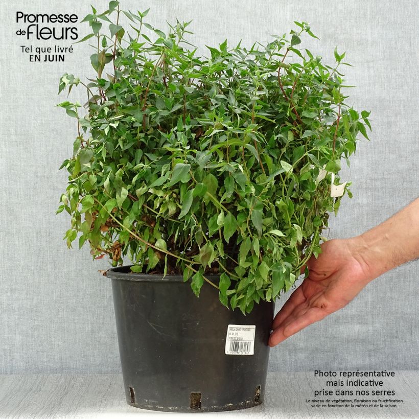 Spécimen de Abelia grandiflora Prostrata Pot de 7,5L/10L tel que livré en été