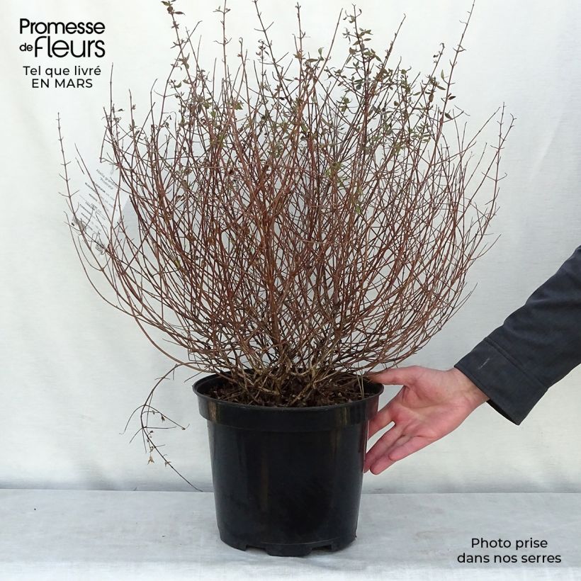 Spécimen de Abelia grandiflora Prostrata en pot de 7,5L/10L tel que livré au printemps