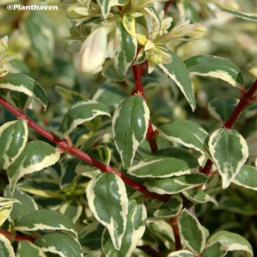 Abelia grandiflora Radiance - Abélia à grandes fleurs (Feuillage)