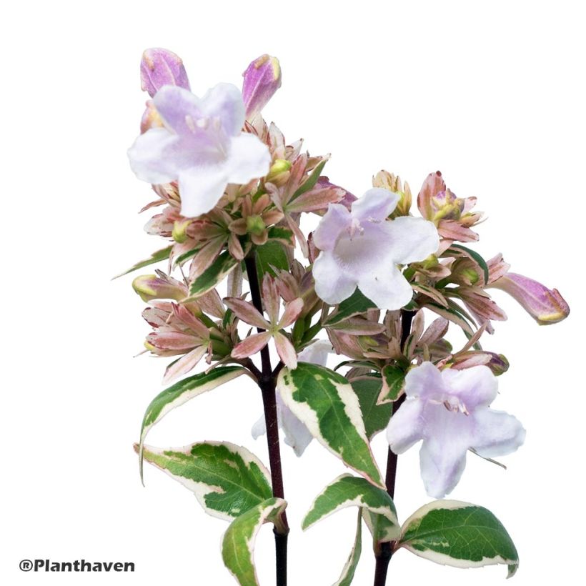 Abelia grandiflora Radiance - Abélia à grandes fleurs (Floraison)