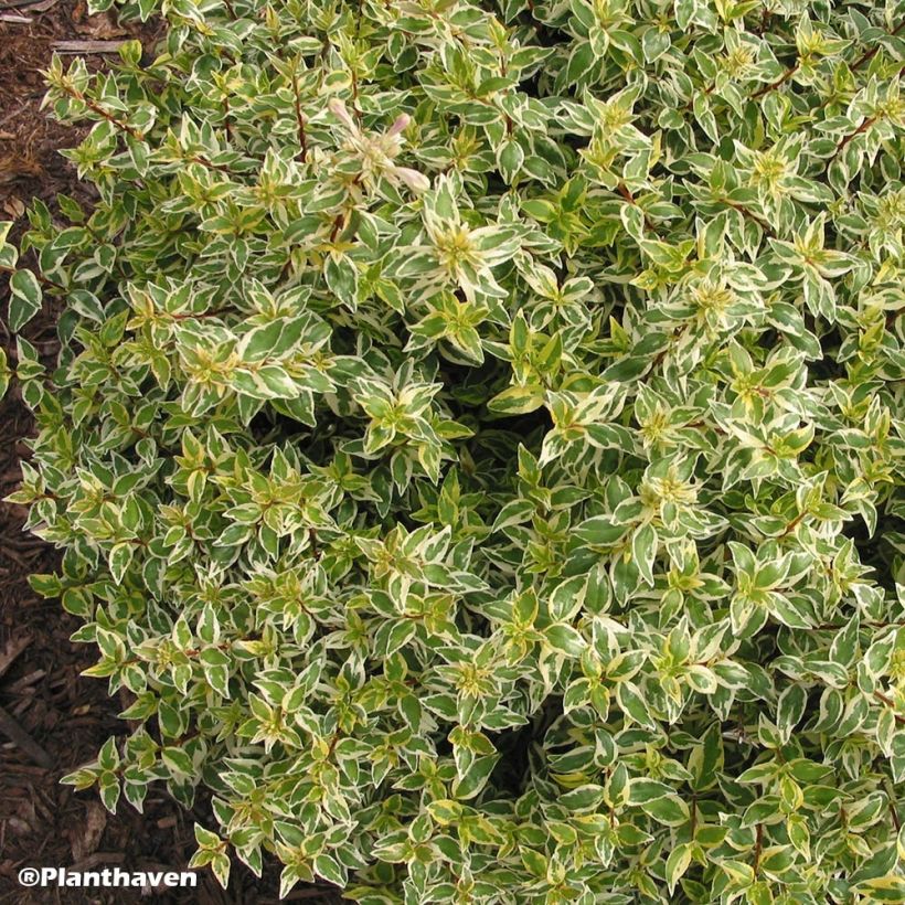 Abelia grandiflora Radiance - Abélia à grandes fleurs (Port)