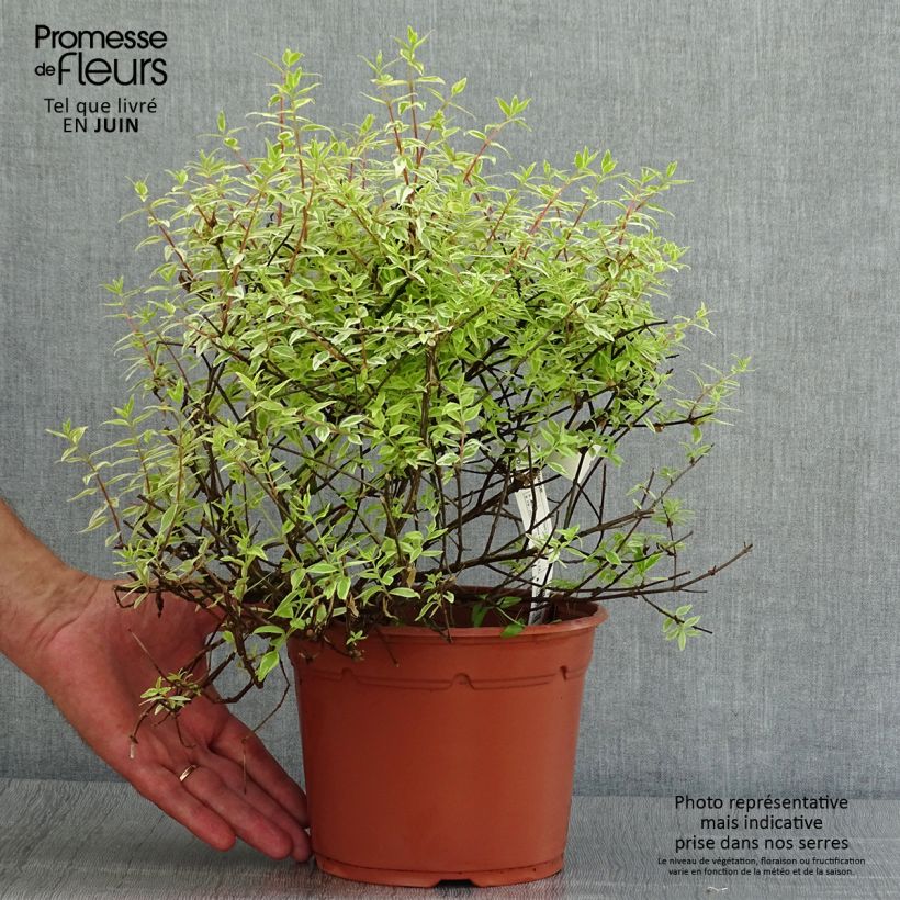 Spécimen de Abelia grandiflora Radiance - Abélia à grandes fleurs Pot de 4L/5L tel que livré en été