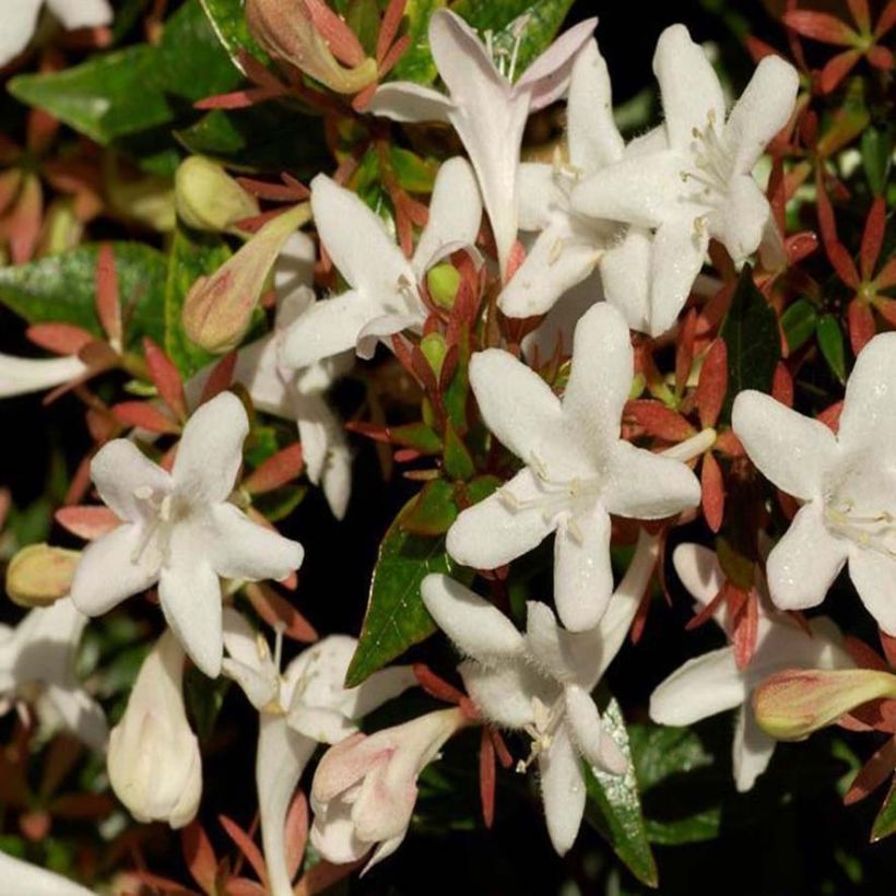 Abelia grandiflora Sherwood (Floraison)