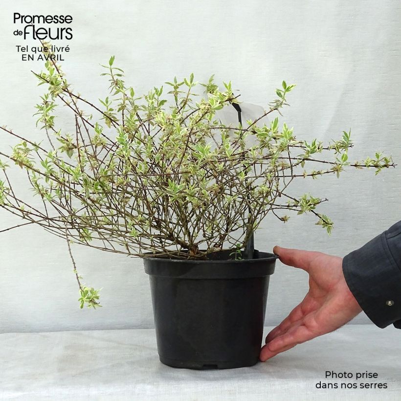 Spécimen de Abelia grandiflora Sparkling Silver en pot de 2L/3L tel que livré au printemps