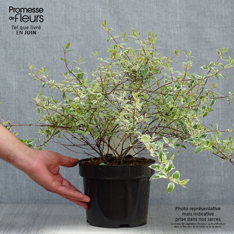 Spécimen de Abelia grandiflora Sparkling Silver Pot de 2L/3L tel que livré en été