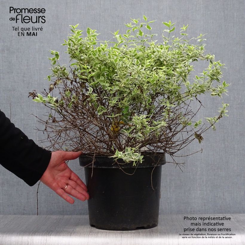 Spécimen de Abelia grandiflora Sparkling Silver en pot de 7,5L/10L tel que livré au printemps