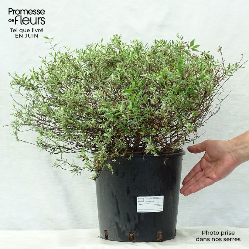Spécimen de Abelia grandiflora Sparkling Silver Pot de 7,5L/10L tel que livré en été