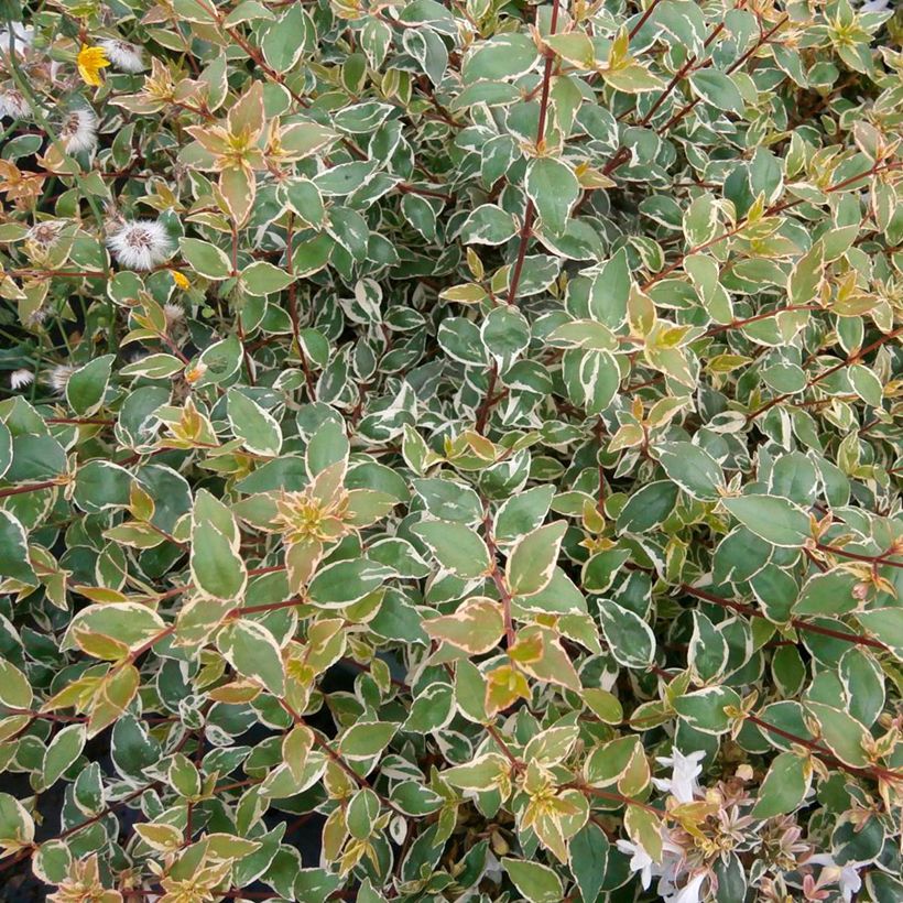 Abelia grandiflora Steredenn Levabes - Abélie panachée (Feuillage)