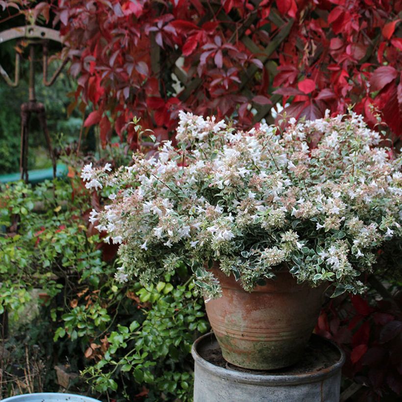 Abelia grandiflora Steredenn Levabes - Abélie panachée (Port)