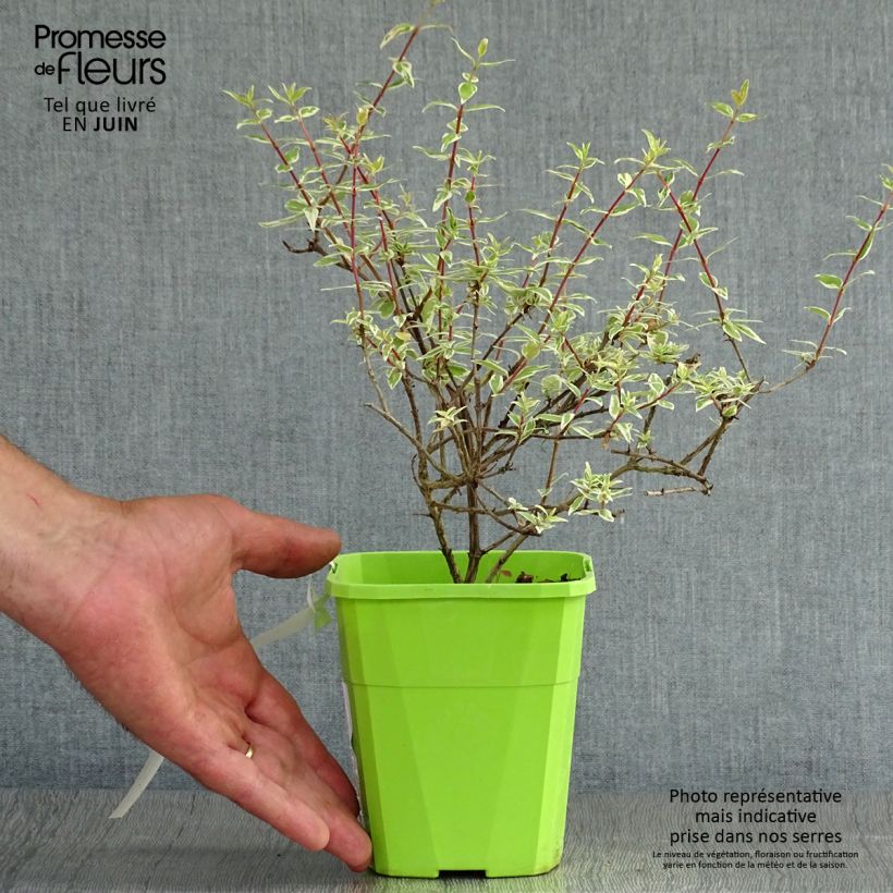 Spécimen de Abelia grandiflora Steredenn Levabes - Abélie panachée Pot de 1L/1,5L tel que livré en été