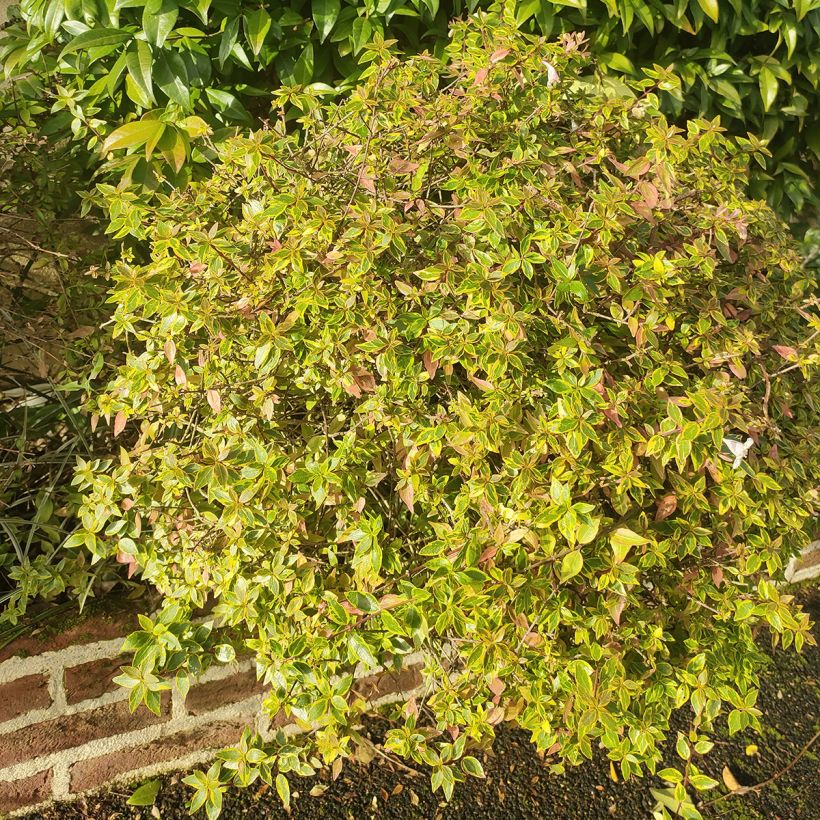 Abelia grandiflora Sunshine Daydream (Port)