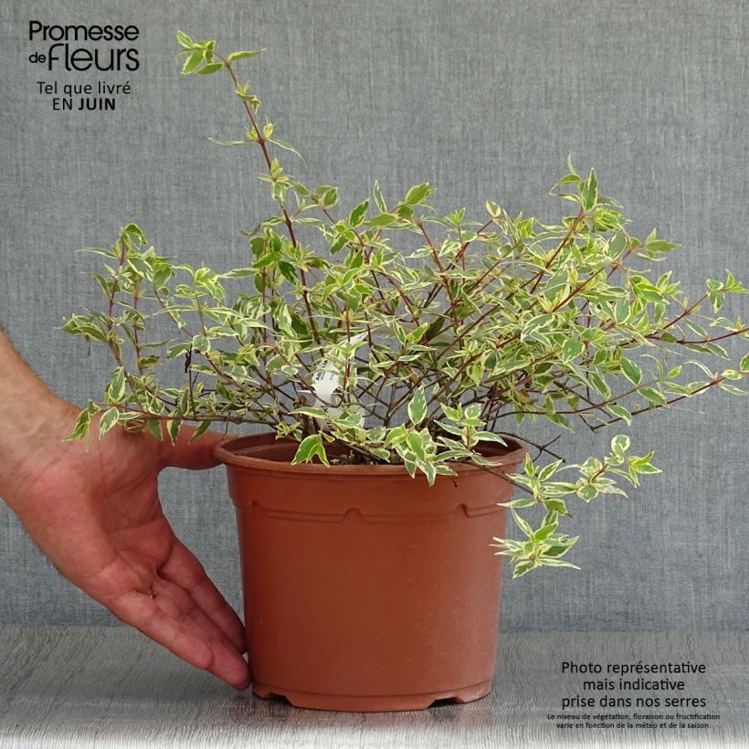 Spécimen de Abelia grandiflora Tricolor Charm Pot de 3L/4L tel que livré en été