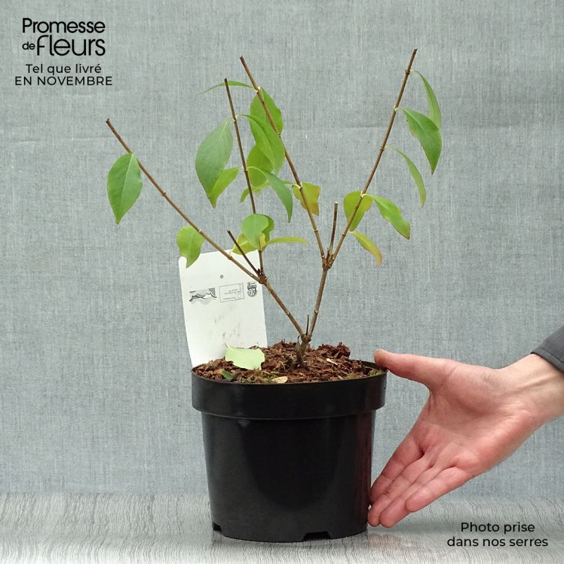 Spécimen de Abelia mosanensis Monia - Abélia parfumé tel que livré en automne