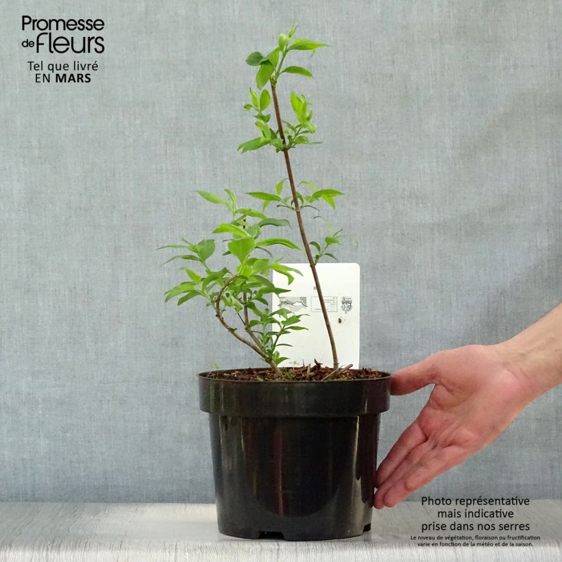 Spécimen de Abelia mosanensis Monia - Abélia parfumé Pot de 3L/4L tel que livré au printemps