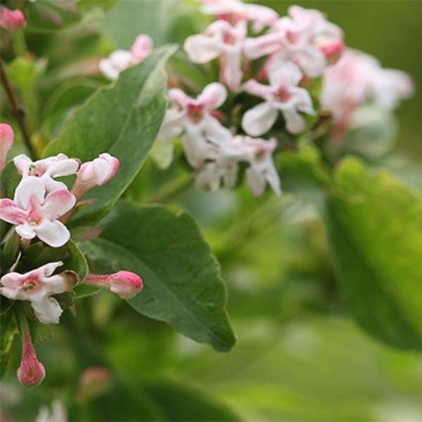 Abelia mosanensis Sweet Emotion (Feuillage)