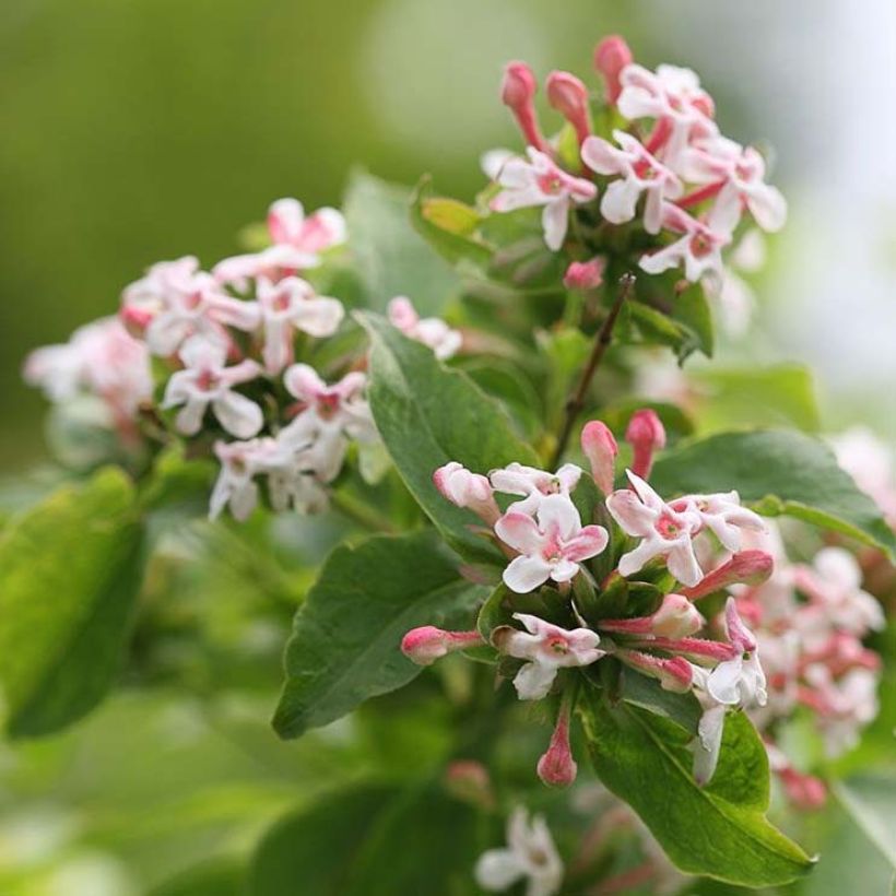 Abelia mosanensis Sweet Emotion (Floraison)