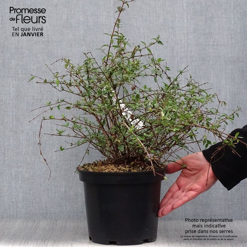 Spécimen de Abelia parviflora Bumble Bee Pot de 4L/5L tel que livré en hiver