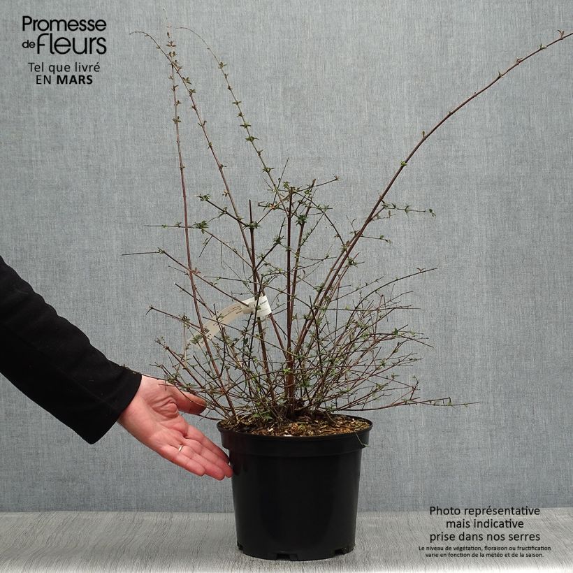 Spécimen de Abelia parviflora Bumble Bee Pot de 5L tel que livré au printemps