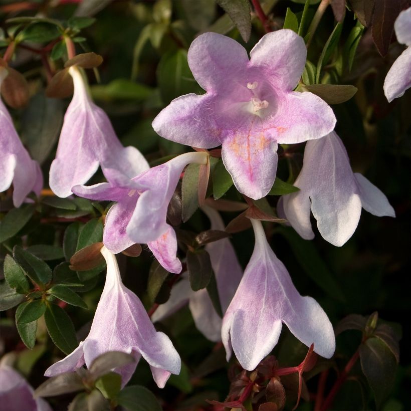 Abelia Pinky Bells (Floraison)
