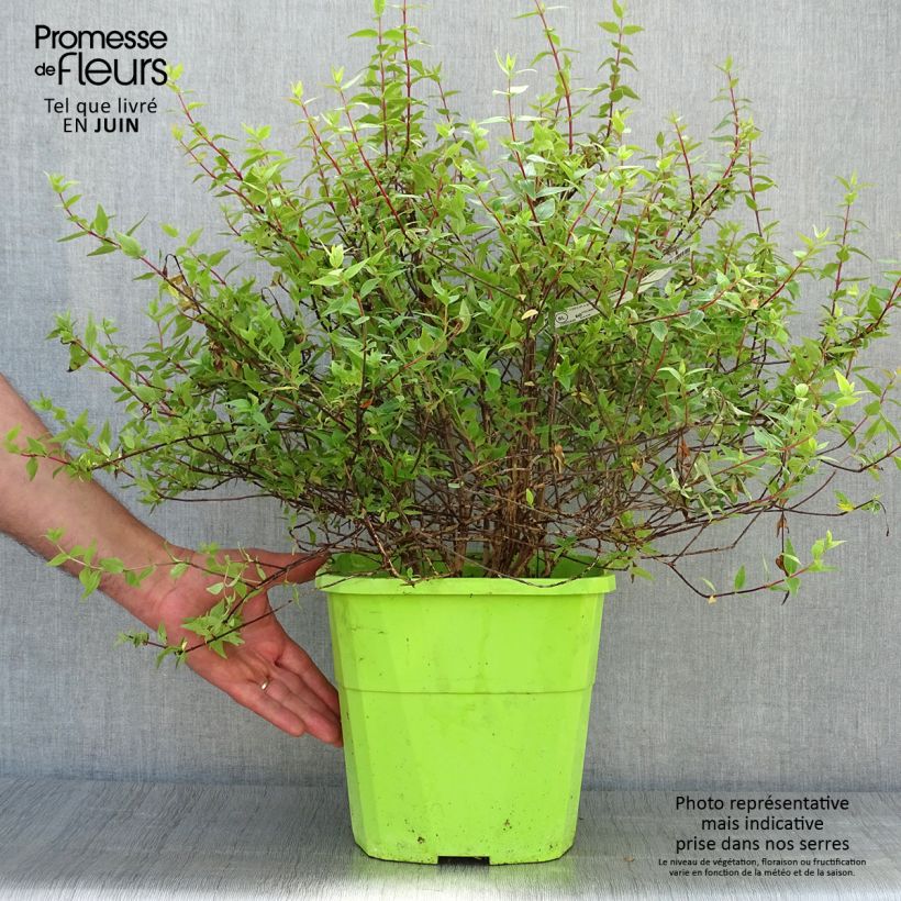 Spécimen de Abelia (x) grandiflora Happy Daydream Pot de 3L/4L tel que livré en été