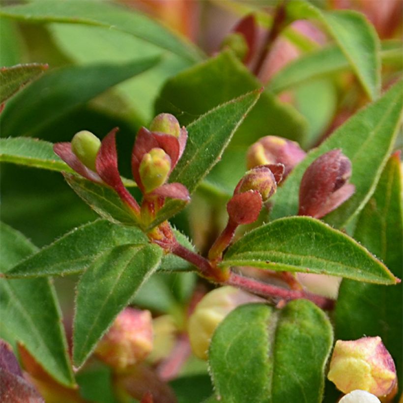 Abelia x grandiflora Sunny Charm - Abélia à grandes fleurs. (Feuillage)